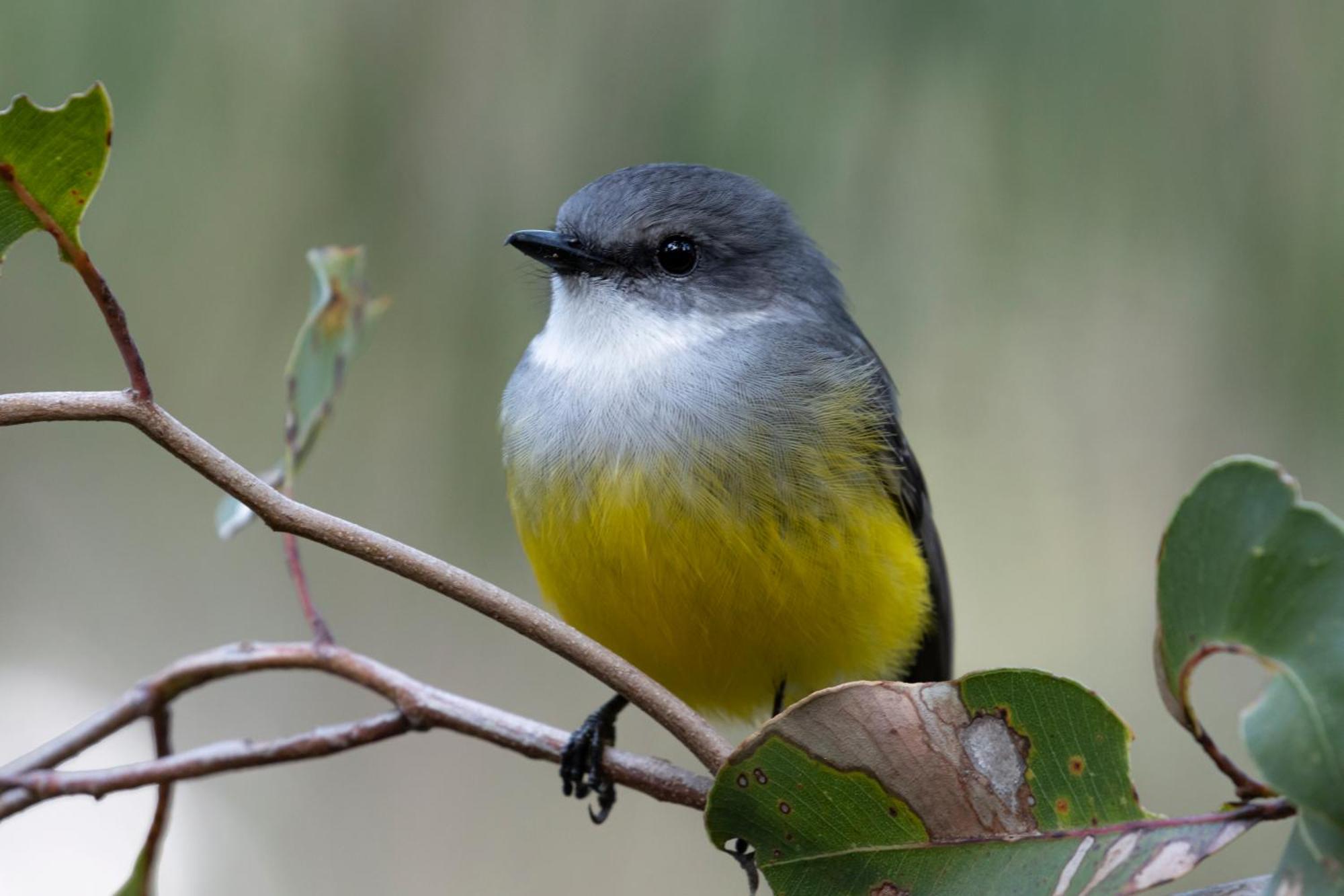 Yelverton Brook Conservation Sanctuary Metricup Ngoại thất bức ảnh