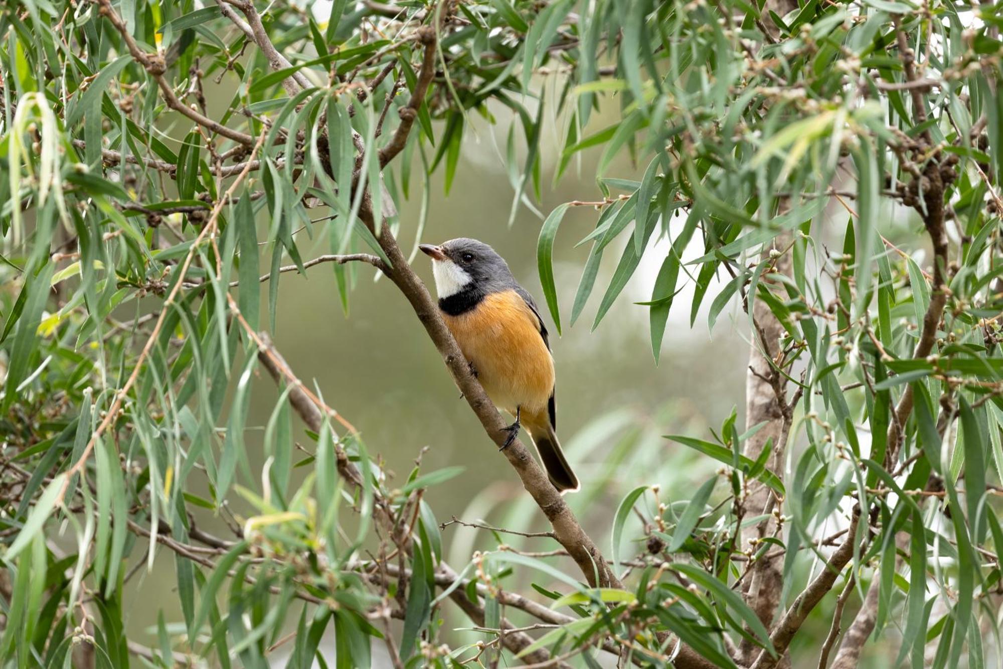 Yelverton Brook Conservation Sanctuary Metricup Ngoại thất bức ảnh
