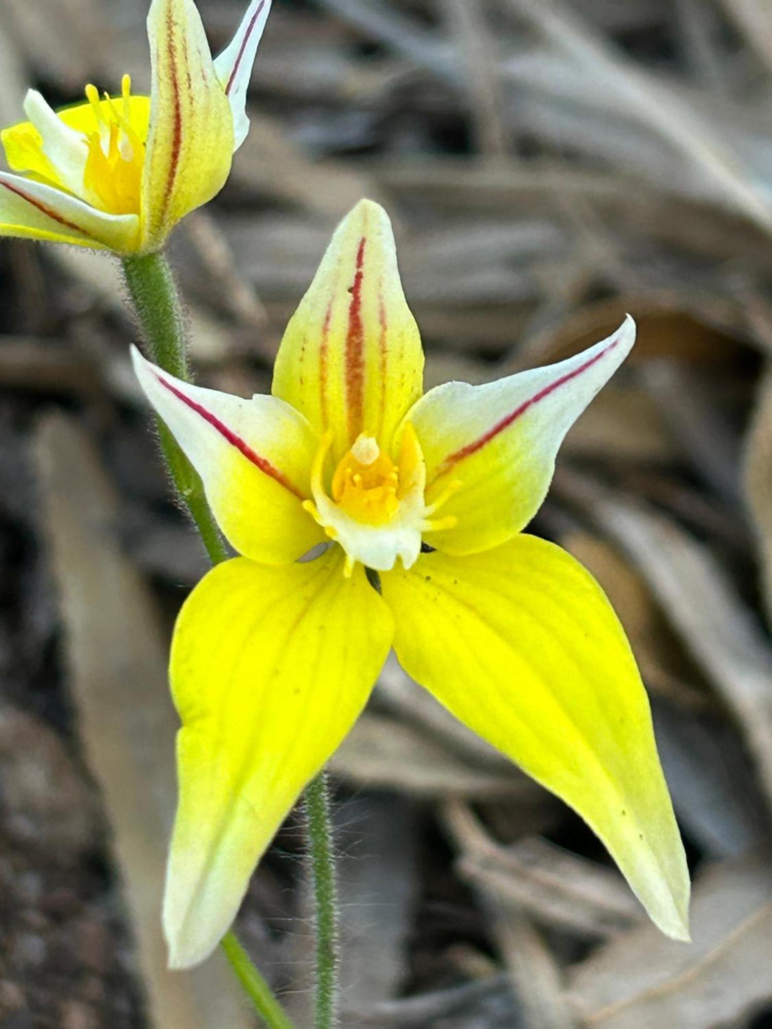 Yelverton Brook Conservation Sanctuary Metricup Ngoại thất bức ảnh